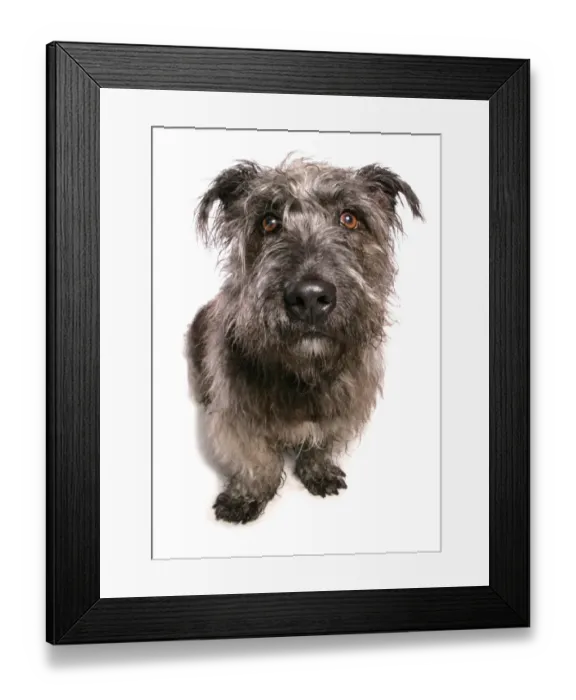 Framed Print : Domestic Dog, Glen of Imaal Terrier, adult, sitting Framed Print : Domestic Dog, Glen of Imaal Terrier, adult, sitting
