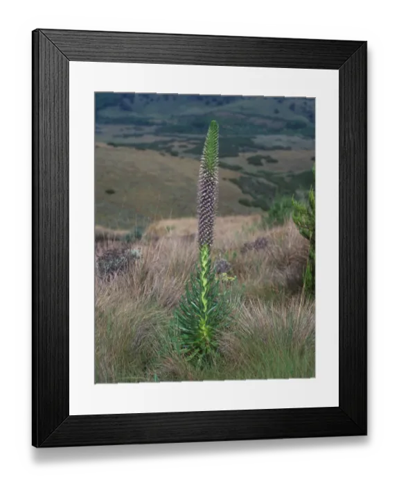 Framed Print : Lobelia (Lobelia sp. ) In flower  /  Kenya