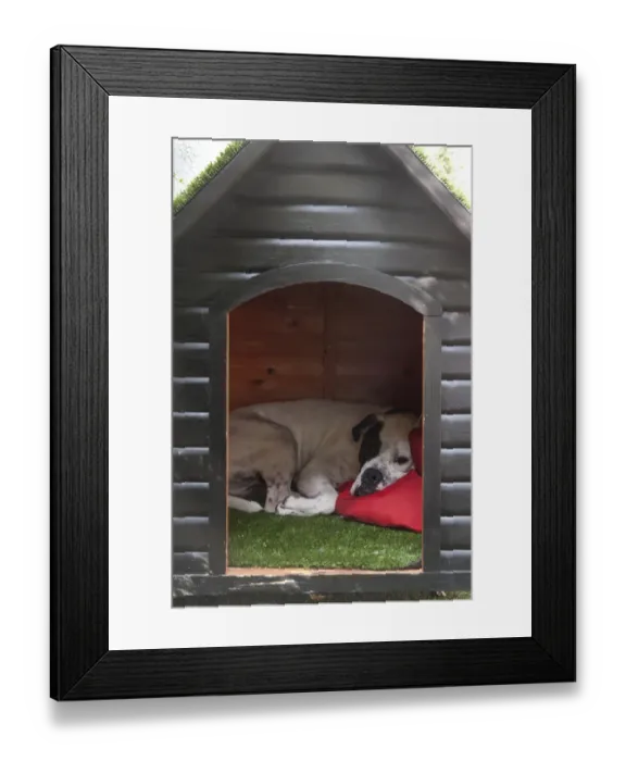 Framed Print : Domestic Dog, Old Tyme Bulldog, resting in kennel, England, august Framed Print : Domestic Dog, Old Tyme Bulldog, resting in kennel, England, august