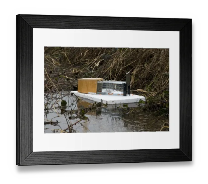 Framed Print : Water Vole (Arvicola terrestris) baited trap on polystyrene float in reedbed ditch Framed Print : Water Vole (Arvicola terrestris) baited trap on polystyrene float in reedbed ditch