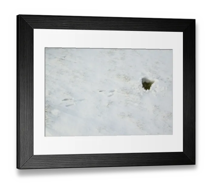 Framed Print : European Hare (Lepus europaeus) form in snow covered field, with footprints leading from it, Suffolk, England, february Framed Print : European Hare (Lepus europaeus) form in snow covered field, with footprints leading from it, Suffolk, England, february