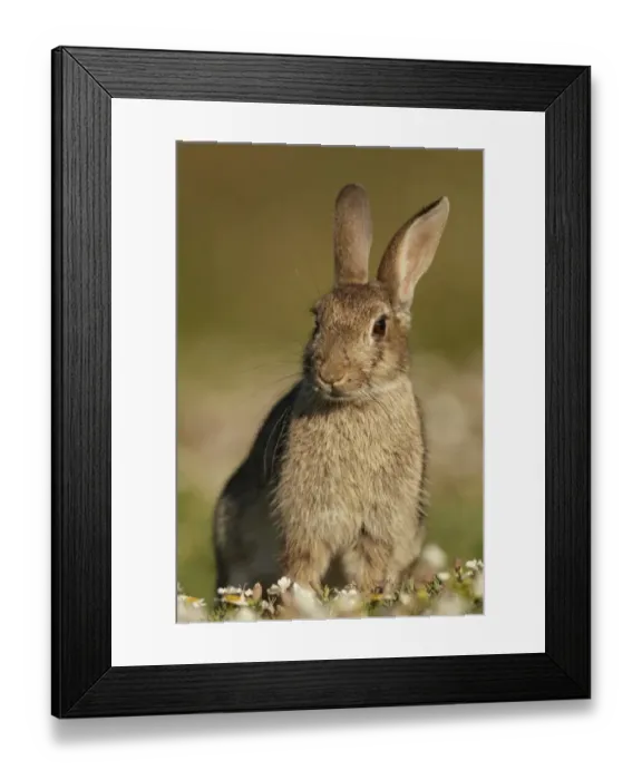 Framed Print : European Rabbit (Oryctolagus cuniculus) adult, sitting amongst clifftop flowers, Pembrokeshire, Wales, july Framed Print : European Rabbit (Oryctolagus cuniculus) adult, sitting amongst clifftop flowers, Pembrokeshire, Wales, july