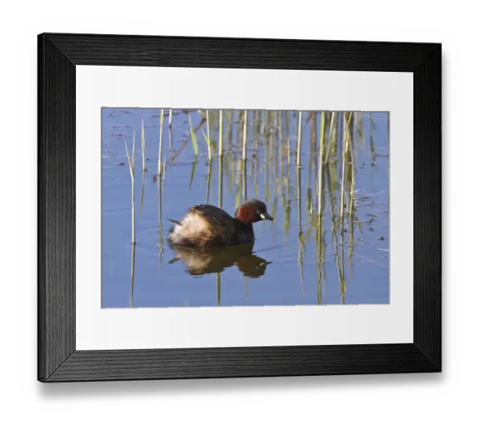 Framed Print : Little Grebe, early spring at RSPB Minsmere, Suffolk Framed Print : Little Grebe, early spring at RSPB Minsmere, Suffolk