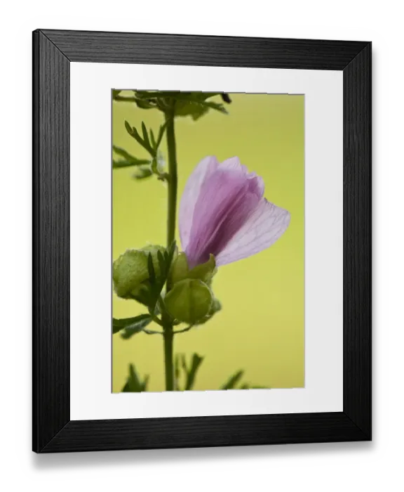 Framed Print : Musk Mallow (Malva moschata) close-up of opening flower, growing in wildflower meadow, North Downs, Kent, England Framed Print : Musk Mallow (Malva moschata) close-up of opening flower, growing in wildflower meadow, North Downs, Kent, England