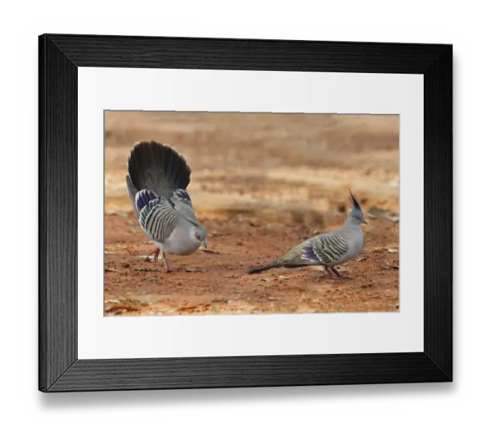 Framed Print : Crested Pigeon (Geophaps lophotes) two adult males, one displaying to rival, Northern Territory, Australia Framed Print : Crested Pigeon (Geophaps lophotes) two adult males, one displaying to rival, Northern Territory, Australia