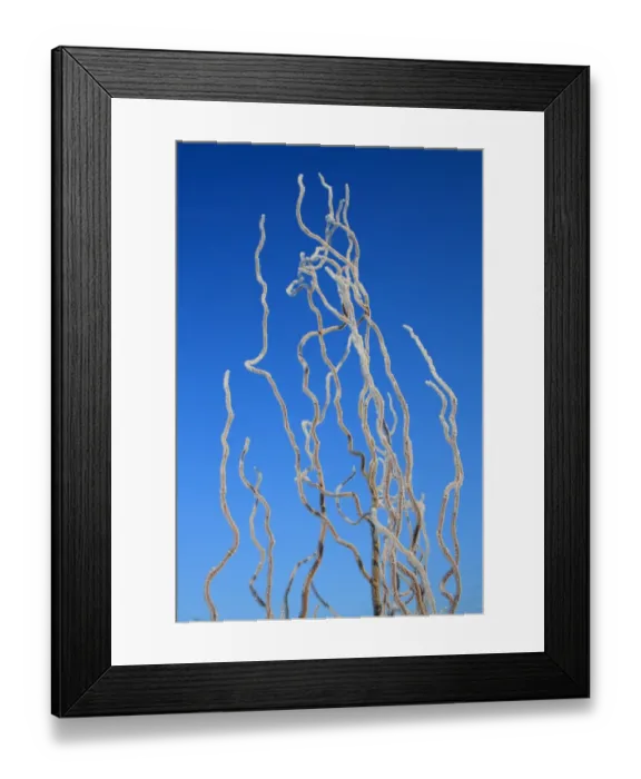 Framed Print : Contorted Willow (Salix sp. ) close-up of frost covered twigs, in garden, Suffolk, England, february