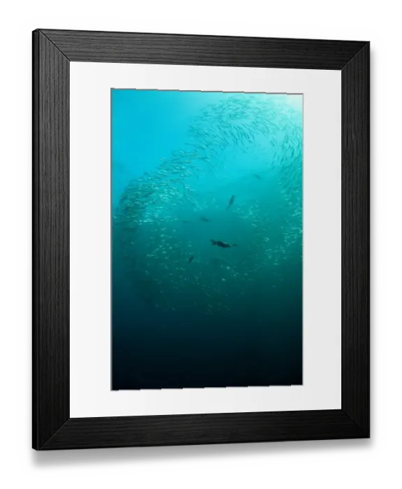 Framed Print : Cape Cormorant (Phalacrocorax capensis) flock, diving underwater and feeding on baitball school of small bait fish