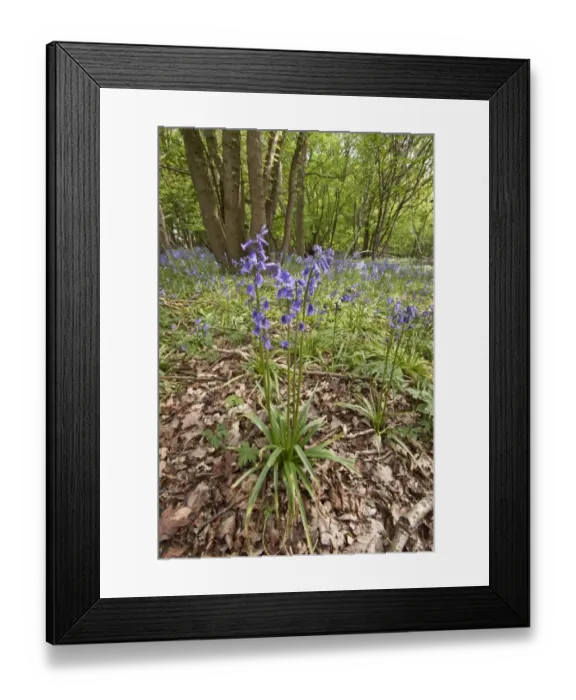 Framed Print : Spring carpet of Bluebells in Calke wood Suffolk Framed Print : Spring carpet of Bluebells in Calke wood Suffolk