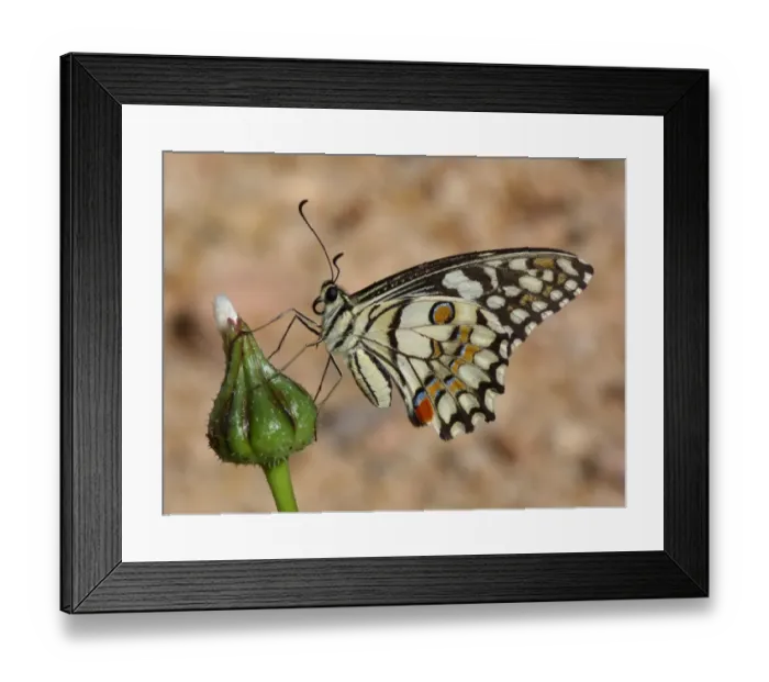 Framed Print : Chequered Swallowtail (Papilio demoleus) adult, underside, resting on flowerbud, Western Australia, Australia Framed Print : Chequered Swallowtail (Papilio demoleus) adult, underside, resting on flowerbud, Western Australia, Australia