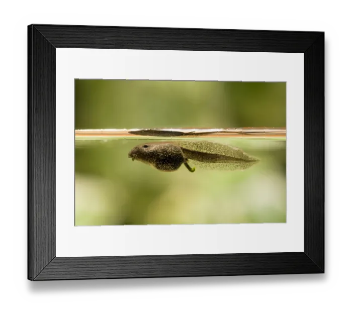 Framed Print : Common Frog (Rana temporaria) tadpole, swimming just below surface of water, Belvedere, Bexley, Kent, England