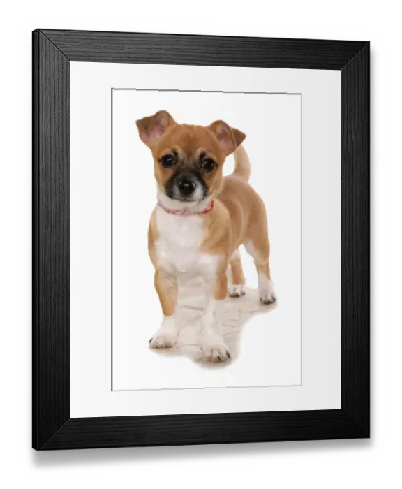 Framed Print : Domestic Dog, Chihuahua cross, puppy, standing, with collar Framed Print : Domestic Dog, Chihuahua cross, puppy, standing, with collar
