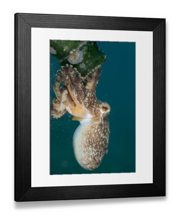Framed Print : Veined Octopus (Amphioctopus marginatus) juvenile, clinging to glass bottle, Manado, Northeast Sulawesi, Indonesia Framed Print : Veined Octopus (Amphioctopus marginatus) juvenile, clinging to glass bottle, Manado, Northeast Sulawesi, Indonesia