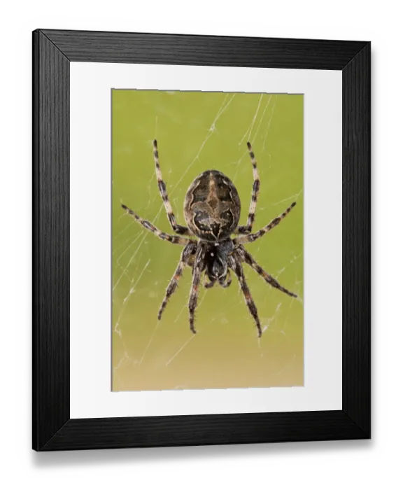 Framed Print : Furrow Orb-weaver Spider (Larinioides cornutus) adult, hanging in web, Dungeness RSPB Reserve, Kent, England, may Framed Print : Furrow Orb-weaver Spider (Larinioides cornutus) adult, hanging in web, Dungeness RSPB Reserve, Kent, England, may