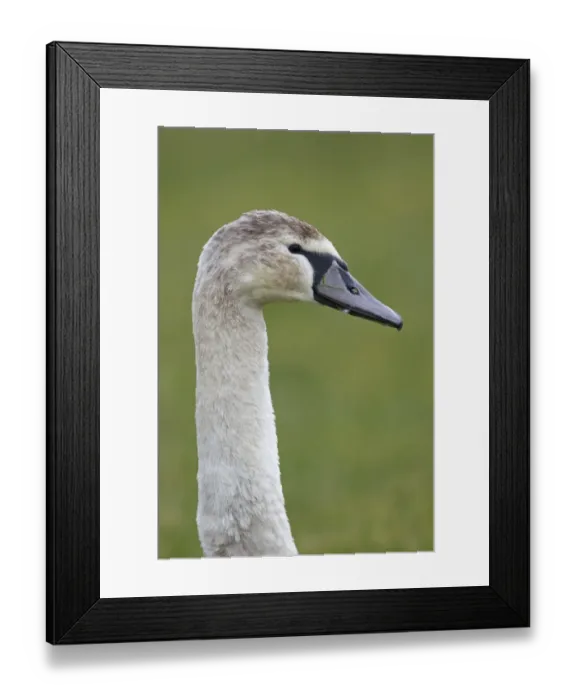 Framed Print : Mute Swan (Cygnus olor) juvenile, close-up of head and neck, Suffolk, England, february Framed Print : Mute Swan (Cygnus olor) juvenile, close-up of head and neck, Suffolk, England, february