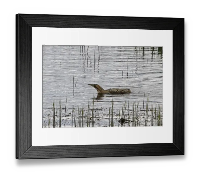 Framed Print : Great Bittern swims over dyke at RSPB Minsmere Suffolk Framed Print : Great Bittern swims over dyke at RSPB Minsmere Suffolk