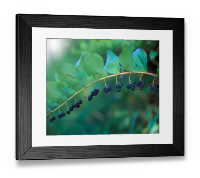 Framed Print : Solomons Seal (Polygonatum multiflorum) Single stem with fruit
