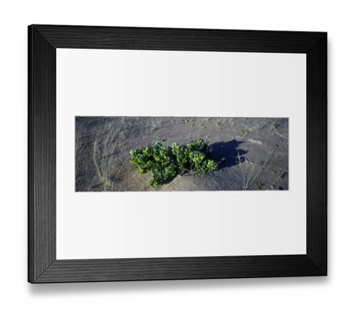 Framed Print : Dollar Bush (Zygophyllum stapfii) Namibia