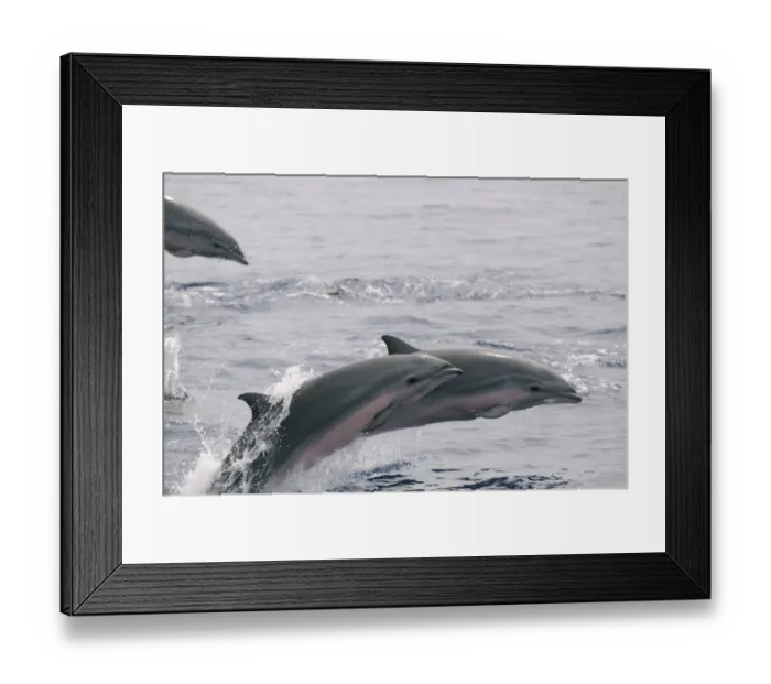 Framed Print : Frasers Dolphin (Lagenodelphis hosei) pod, porpoising, surfacing from water, Maldives, march Framed Print : Frasers Dolphin (Lagenodelphis hosei) pod, porpoising, surfacing from water, Maldives, march