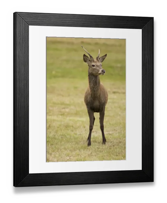 Framed Print : Red Deer (Cervus elaphus) juvenile stag, standing on grass, Richmond Park, London, England, october Framed Print : Red Deer (Cervus elaphus) juvenile stag, standing on grass, Richmond Park, London, England, october