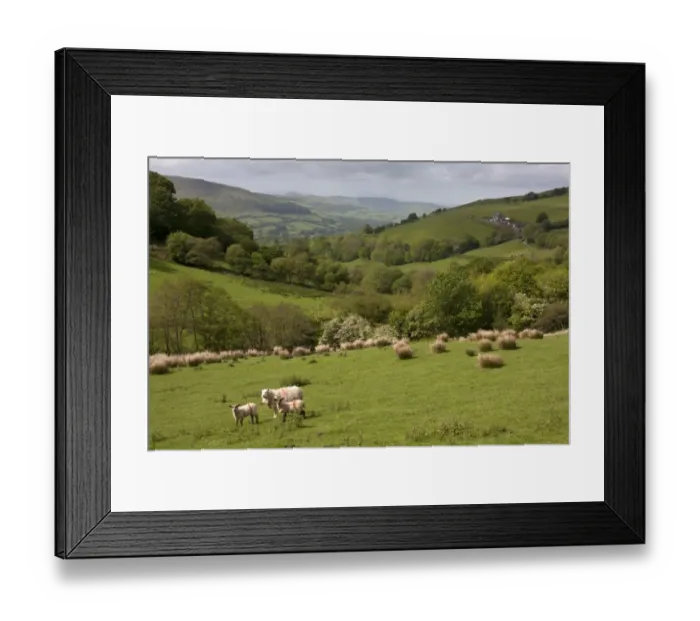 Framed Print : Domestic Sheep, ewe with lambs, standing in pasture, near Llan Festiniog, Snowdonia N. P. Gwynedd, Wales, may Framed Print : Domestic Sheep, ewe with lambs, standing in pasture, near Llan Festiniog, Snowdonia N. P. Gwynedd, Wales, may