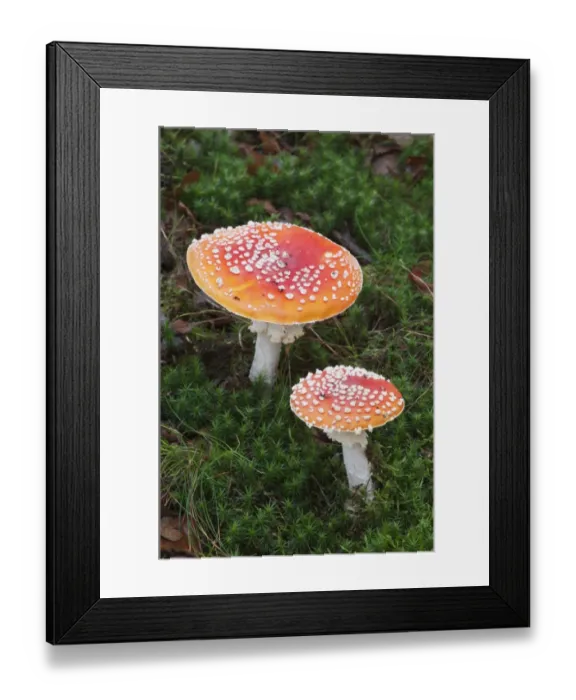 Framed Print : Fly Agaric (Amanita muscaria) fruiting bodies, growing amongst moss in woodland, Kent, England, november Framed Print : Fly Agaric (Amanita muscaria) fruiting bodies, growing amongst moss in woodland, Kent, England, november