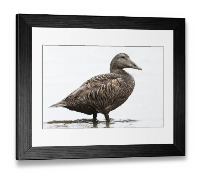 Framed Print : Common Eider (Somateria mollissima) adult female, standing in sea, Seahouses, Northumberland, England, june Framed Print : Common Eider (Somateria mollissima) adult female, standing in sea, Seahouses, Northumberland, England, june
