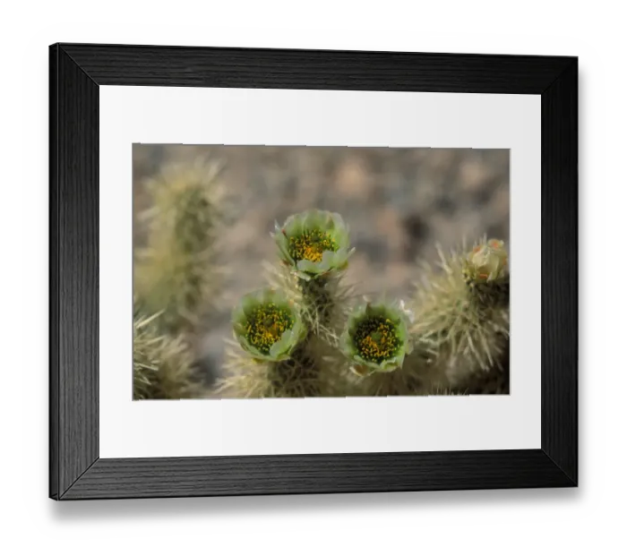 Framed Print : Cacti-Teddybear Cholla (Opuntia bigelovii) In flower Framed Print : Cacti-Teddybear Cholla (Opuntia bigelovii) In flower