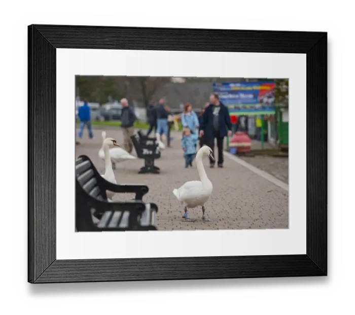 Framed Print : Mute Swan (Cygnus olor) adults, standing on pavement with tourists at edge of lake, Bowness on Windermere Framed Print : Mute Swan (Cygnus olor) adults, standing on pavement with tourists at edge of lake, Bowness on Windermere