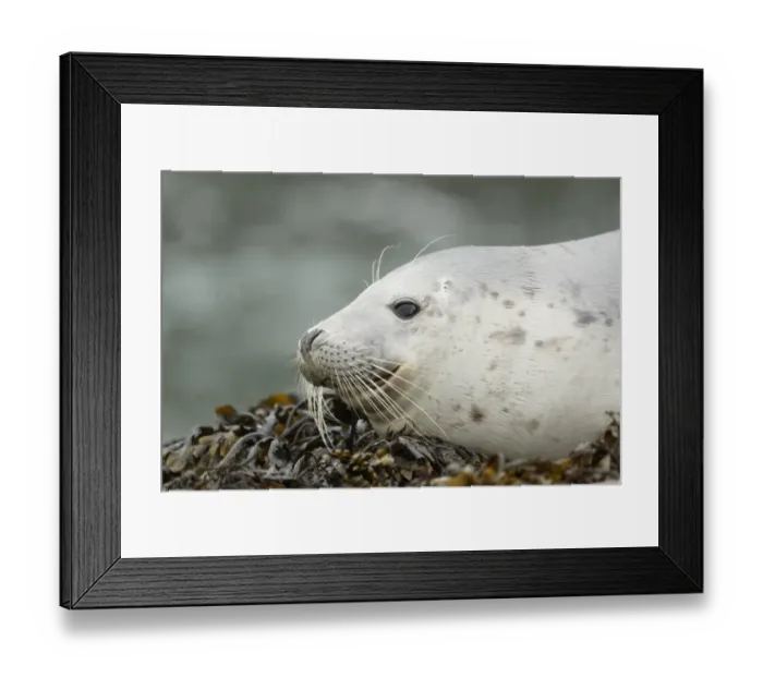 Framed Print : Grey Seal (Halichoerus grypus) juvenile, close-up of head, hauled out on seaweed covered rocks, Pembrokeshire, Wales Framed Print : Grey Seal (Halichoerus grypus) juvenile, close-up of head, hauled out on seaweed covered rocks, Pembrokeshire, Wales