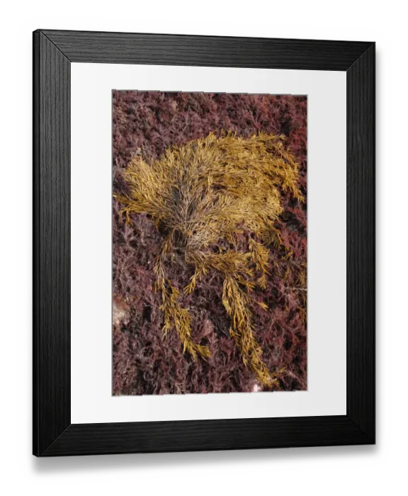 Framed Print : Sea Oak (Halidrys siliquosa) exposed on rock ledge at low tide, Lyme Regis, Dorset, England, march Framed Print : Sea Oak (Halidrys siliquosa) exposed on rock ledge at low tide, Lyme Regis, Dorset, England, march