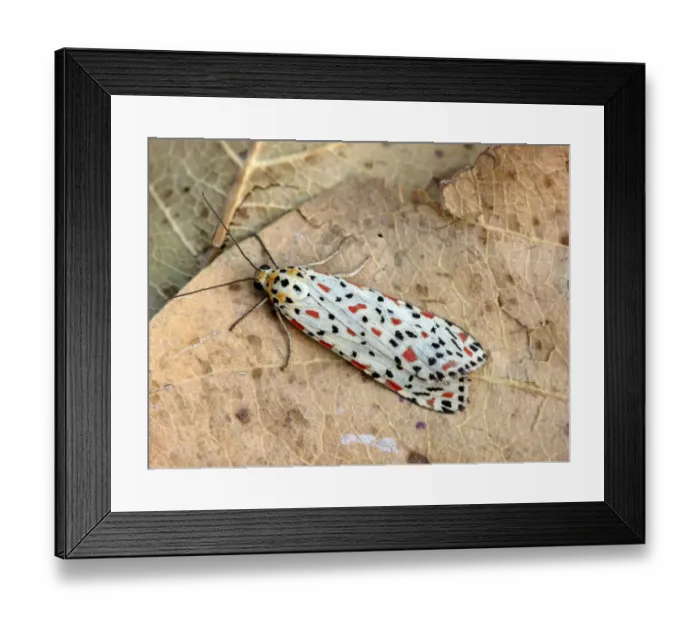 Framed Print : Australian Crimson Footman (Utethesia lotrix) adult, resting on leaf litter, Western Australia, Australia Framed Print : Australian Crimson Footman (Utethesia lotrix) adult, resting on leaf litter, Western Australia, Australia