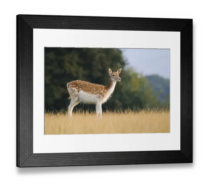 Framed Print : Fallow Deer (Dama dama) doe, standing in grass, Knole Deer Park, Sevenoaks, Kent, England, september Framed Print : Fallow Deer (Dama dama) doe, standing in grass, Knole Deer Park, Sevenoaks, Kent, England, september