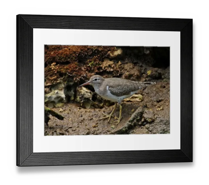 Framed Print : Spotted Sandpiper (Actitis macularia) adult, moulting into breeding plumage, standing on muddy bank, Port Antonio Framed Print : Spotted Sandpiper (Actitis macularia) adult, moulting into breeding plumage, standing on muddy bank, Port Antonio