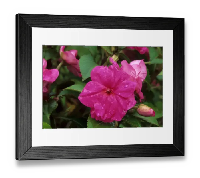 Framed Print : Busy Lizzy (Impatiens walleriana) Victorian Rose, close-up of flowers, in garden, U. S. A Framed Print : Busy Lizzy (Impatiens walleriana) Victorian Rose, close-up of flowers, in garden, U. S. A