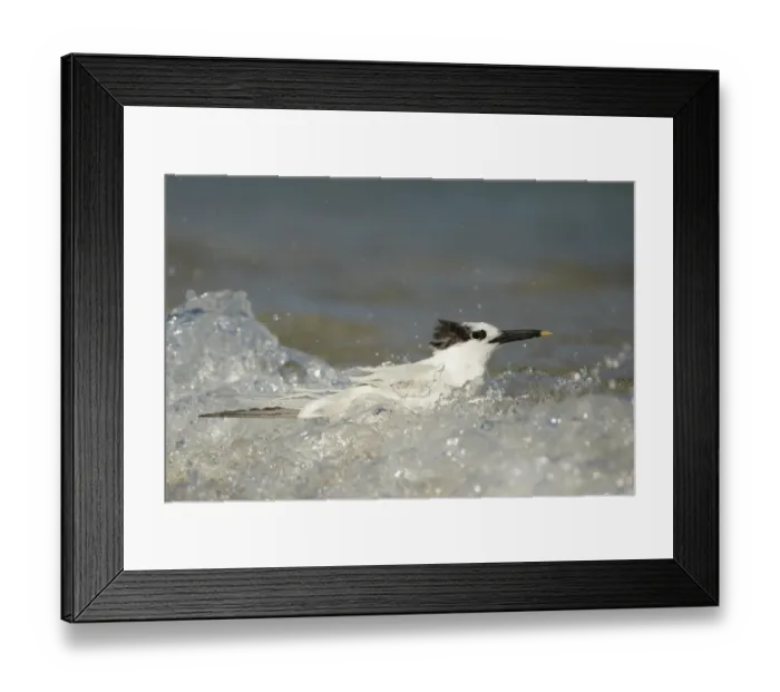 Framed Print : Sandwich Tern (Sterna sandvicensis) adult, winter plumage, bathing in sea on beach, Fort Lauderdale, Florida, U. S. A Framed Print : Sandwich Tern (Sterna sandvicensis) adult, winter plumage, bathing in sea on beach, Fort Lauderdale, Florida, U. S. A