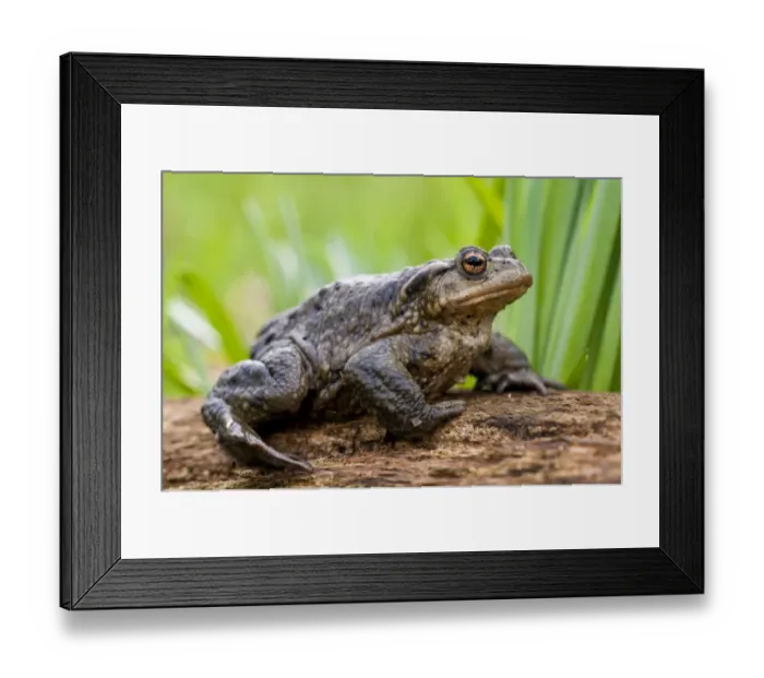 Framed Print : Common Toad (Bufo bufo) adult, sitting on log, Lesnes Abbey Woods, Bexley, Kent, England, march Framed Print : Common Toad (Bufo bufo) adult, sitting on log, Lesnes Abbey Woods, Bexley, Kent, England, march