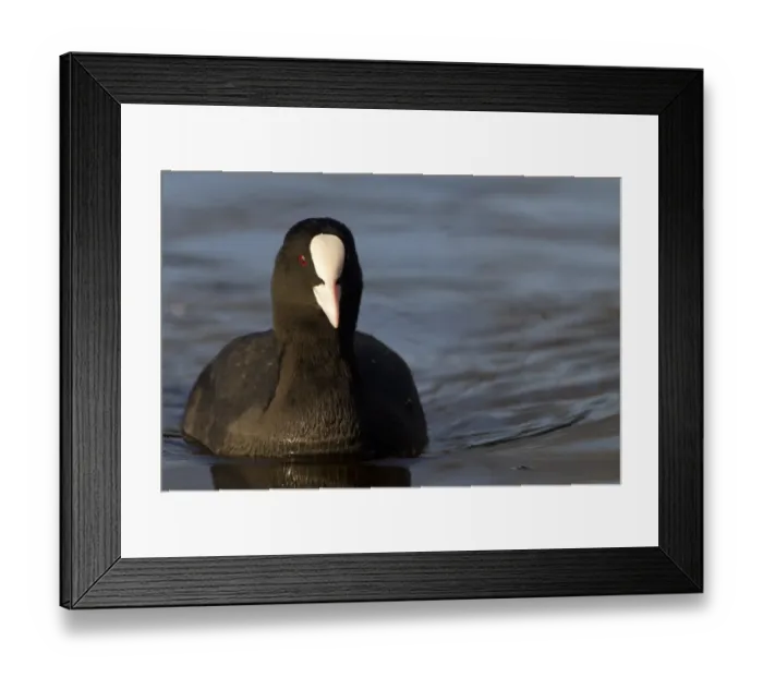 Framed Print : Common Coot (Fulica atra) adult, swimming on lake, Duns Castle, Duns, Berwickshire, Scottish Borders, Scotland Framed Print : Common Coot (Fulica atra) adult, swimming on lake, Duns Castle, Duns, Berwickshire, Scottish Borders, Scotland