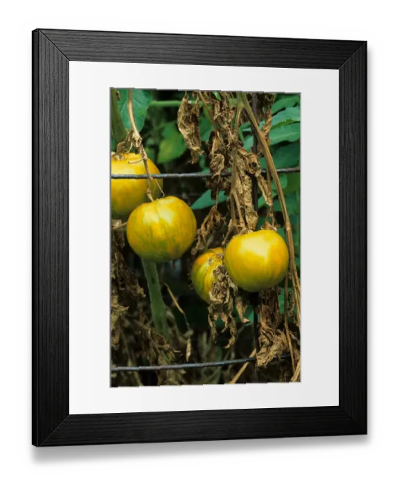 Framed Print : Tomato (Solanum sp. ) Green Zebra, close-up of fruit, with Fusarium Wilt (Fusarium oxysporum lycopersici) Framed Print : Tomato (Solanum sp. ) Green Zebra, close-up of fruit, with Fusarium Wilt (Fusarium oxysporum lycopersici)