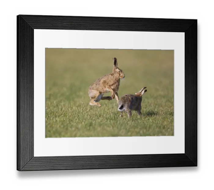 Framed Print : European Hare (Lepus europaeus) adult pair, boxing, female fighting off male in field, Suffolk, England, february