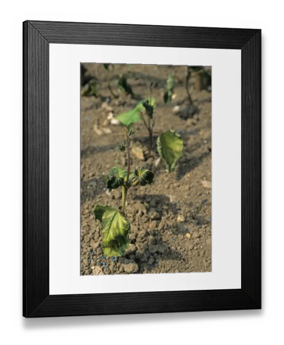 Framed Print : Runner Bean (Phaseolus coccineus) seedlings, damaged by late frost, West Sussex, England, may Framed Print : Runner Bean (Phaseolus coccineus) seedlings, damaged by late frost, West Sussex, England, may