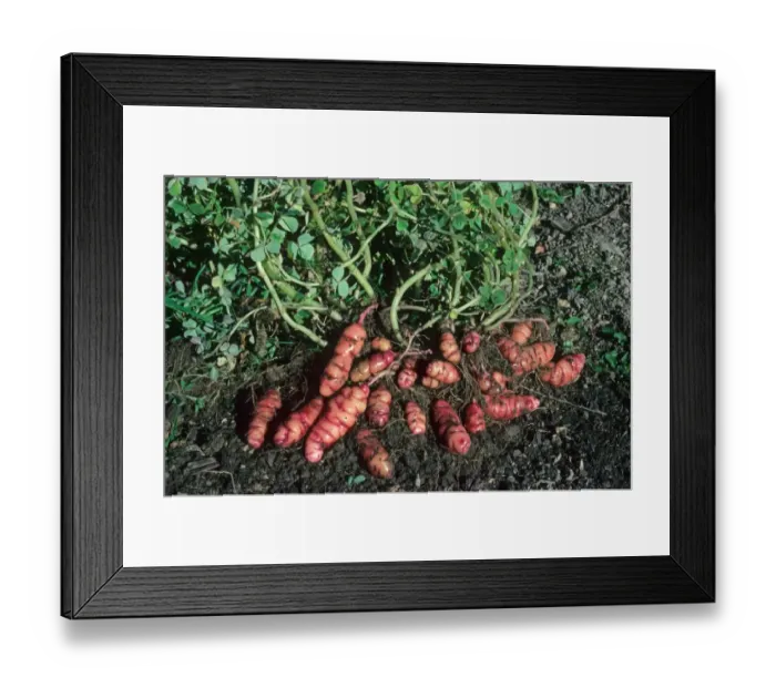 Framed Print : Oca (Oxalis tuberosa) crop, harvesting stem tubers, New Zealand, june Framed Print : Oca (Oxalis tuberosa) crop, harvesting stem tubers, New Zealand, june