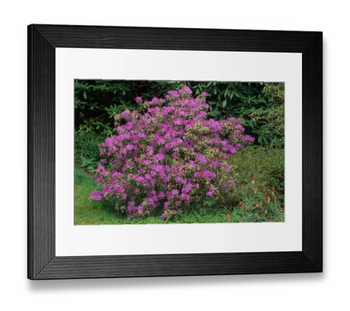Framed Print : Rhododendron (Rhododendron yungningense) habit, flowering, growing in woodland garden, U. S. A. spring Framed Print : Rhododendron (Rhododendron yungningense) habit, flowering, growing in woodland garden, U. S. A. spring