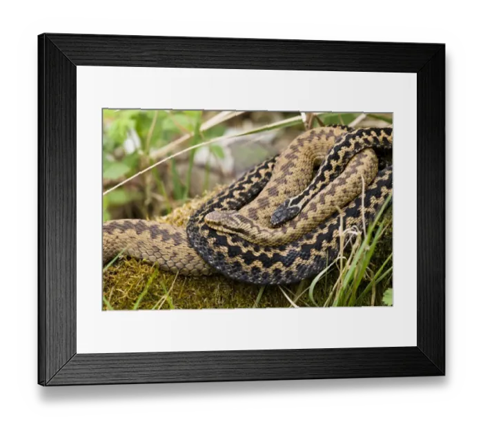 Framed Print : European Adder (Vipera berus) adult pair, intertwined, Wildwood Trust, Herne Bay, Kent, England, april (captive)