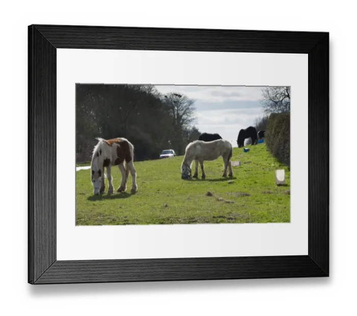 Framed Print : Pony, Irish Cob (Gypsy Pony), adults, grazing, tethered on roadside verge, near York, North Yorkshire, England, march Framed Print : Pony, Irish Cob (Gypsy Pony), adults, grazing, tethered on roadside verge, near York, North Yorkshire, England, march