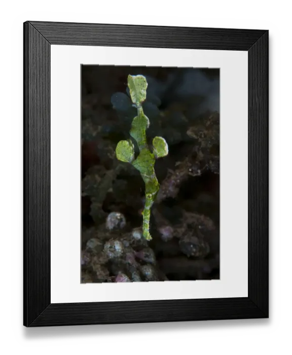 Framed Print : Halimeda Ghostpipefish (Solenostomus hamileda) adult, swimming, Bunaken, Manado, Northeast Sulawesi, Indonesia Framed Print : Halimeda Ghostpipefish (Solenostomus hamileda) adult, swimming, Bunaken, Manado, Northeast Sulawesi, Indonesia