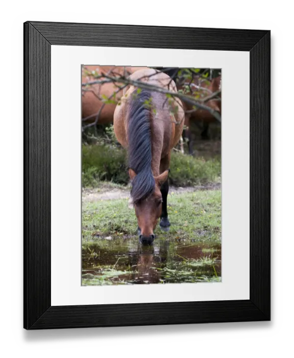 Framed Print : New Forest Pony, adult, drinking from stream, Crockford Bridge, New Forest, Hampshire, England, august Framed Print : New Forest Pony, adult, drinking from stream, Crockford Bridge, New Forest, Hampshire, England, august