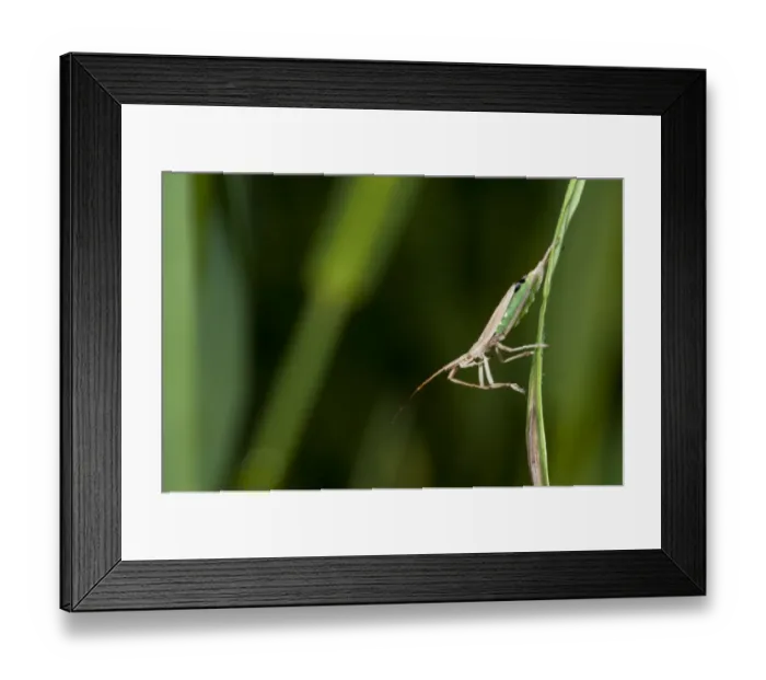 Framed Print : Grass Bug (Notostira elongata) adult, cleaning antennae with front legs, clinging to grass, Crossness Nature Reserve