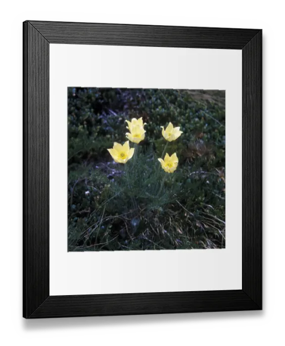 Framed Print : Yellow Alpine Anemone (Anemone alpina) Framed Print : Yellow Alpine Anemone (Anemone alpina)