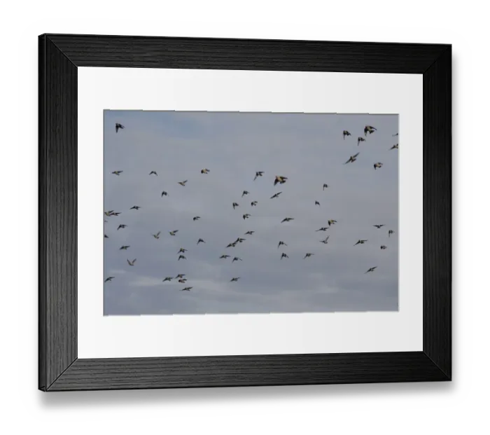 Framed Print : Bohemian Waxwing (Bombycilla garrulus) flock, in flight, Ipswich, Suffolk, England, november