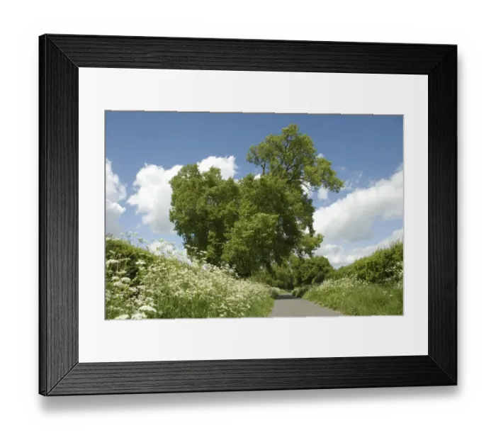 Framed Print : Black Poplar (Populus nigra) habit, growing in hedgerow beside lane, with Cow Parsley (Anthriscus sylvestris) Framed Print : Black Poplar (Populus nigra) habit, growing in hedgerow beside lane, with Cow Parsley (Anthriscus sylvestris)